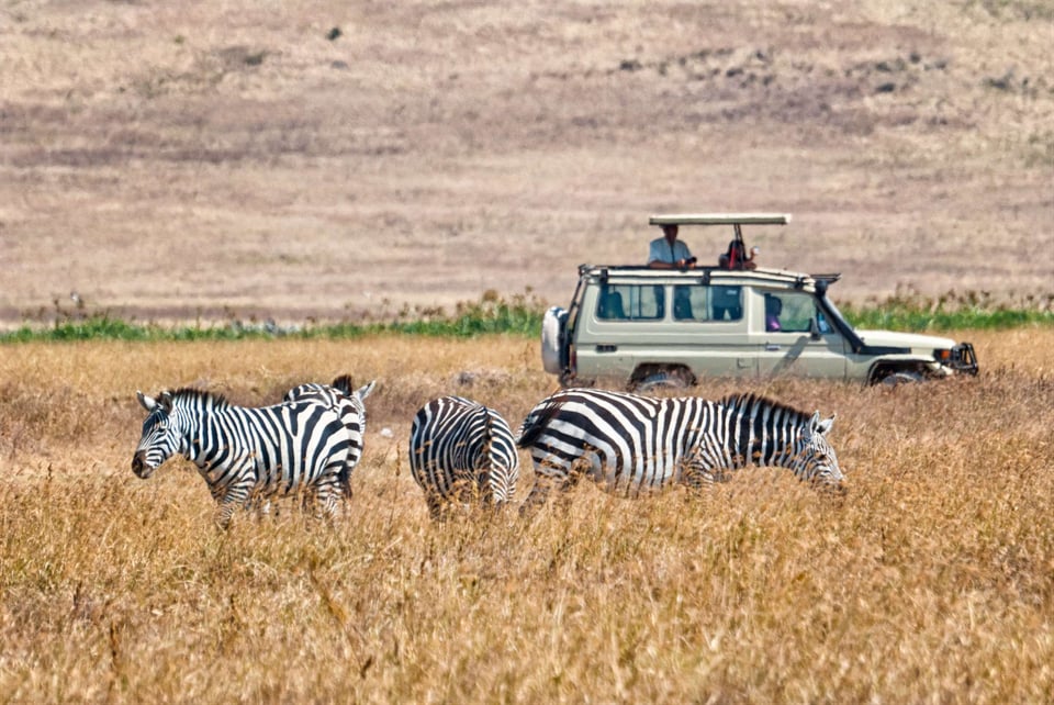Tourists In A Safari Car Watch A Bunch Of Zebras