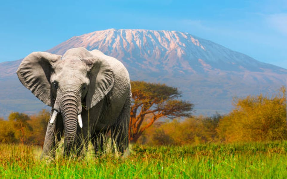 Visit Amboseli National Park