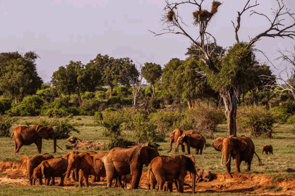 Visiting Tsavo National Parks