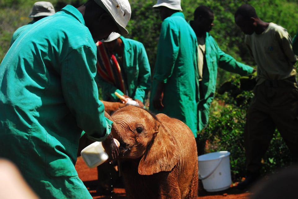 Volunteers Caring For The Orphaned Elephant Calf