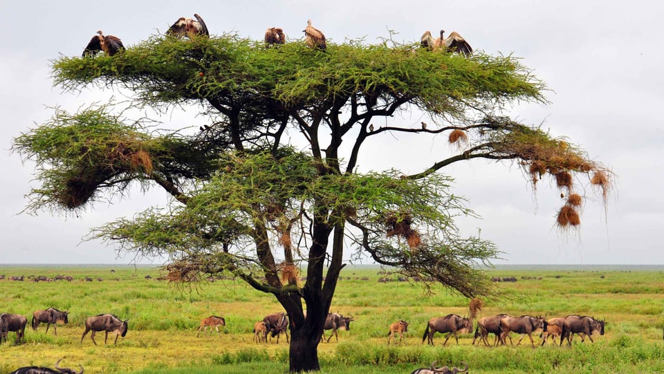 Vulture Tree In Serengeti National Park