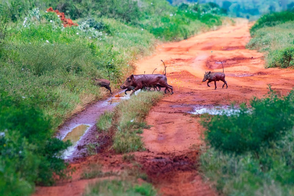 Warthog Herd Crossing The Road In Tsavo East