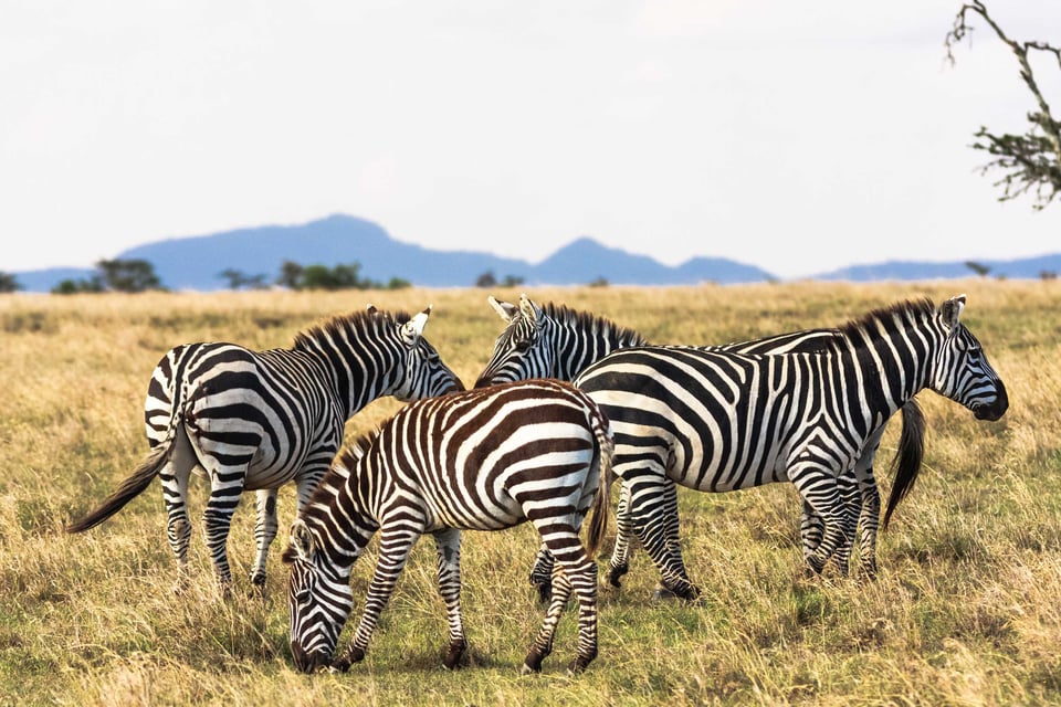 Zebras In The Savannah Zebra Communicate Masai Mara Kenya