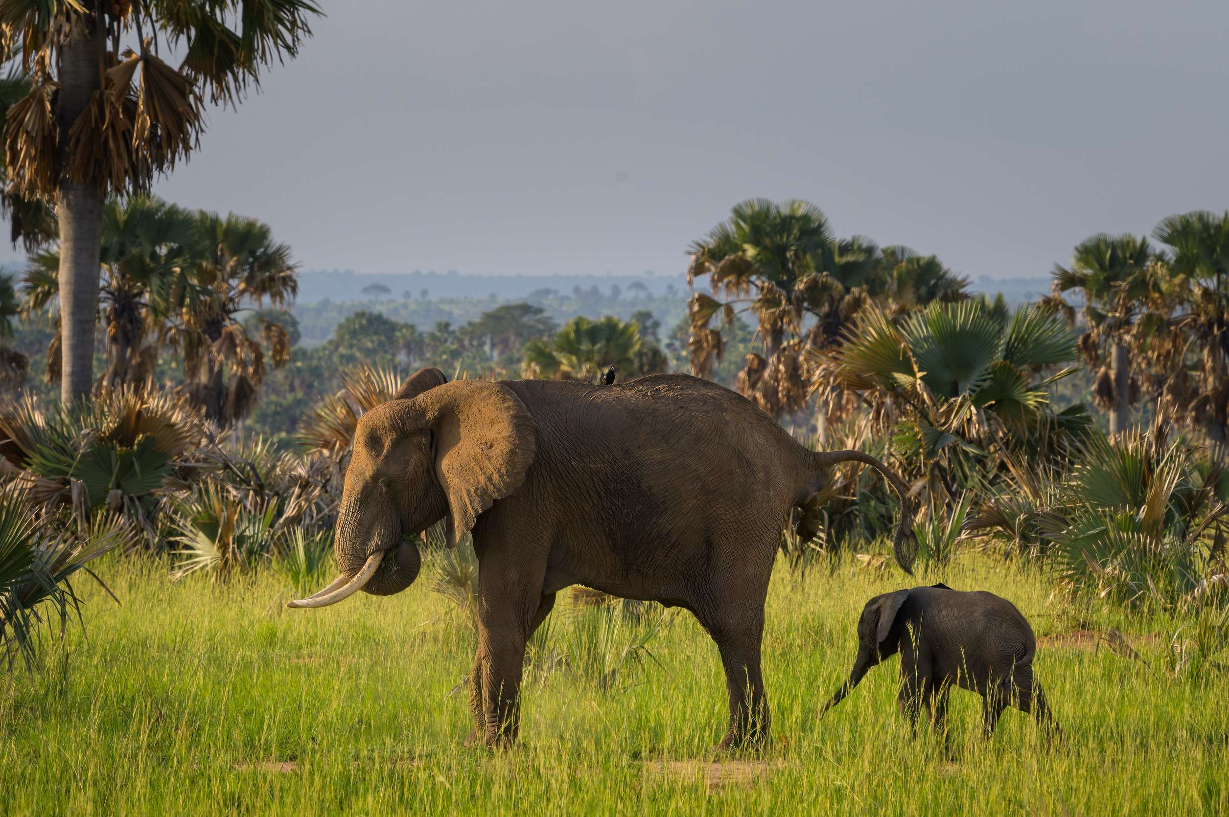 African Bush Elephants In Murchinson Falls National Park Uganda