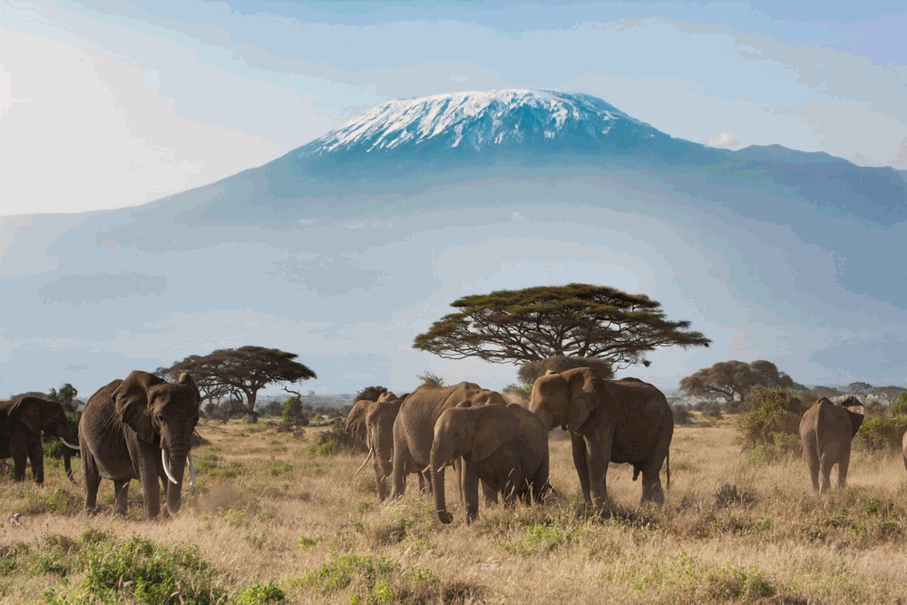 All Things Kenya