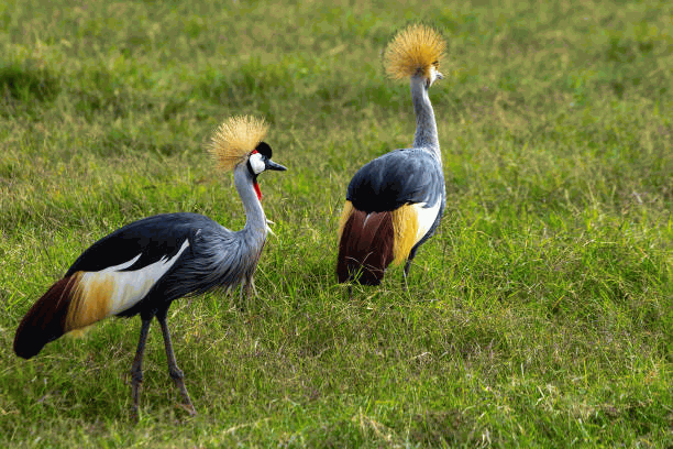 Birdwatching
