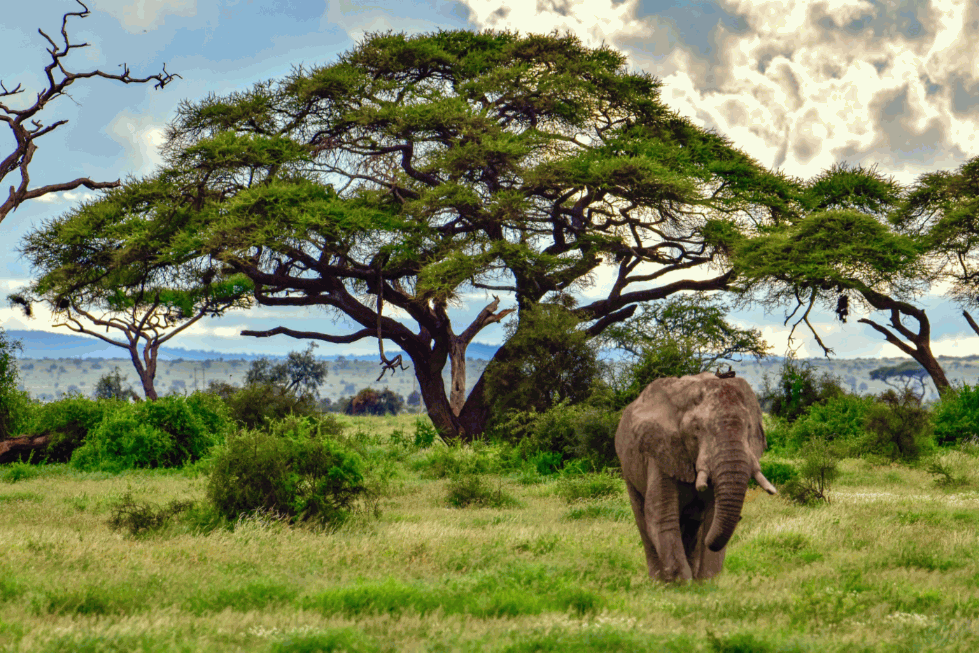 Elephants in the Amboseli National Park in Kenya