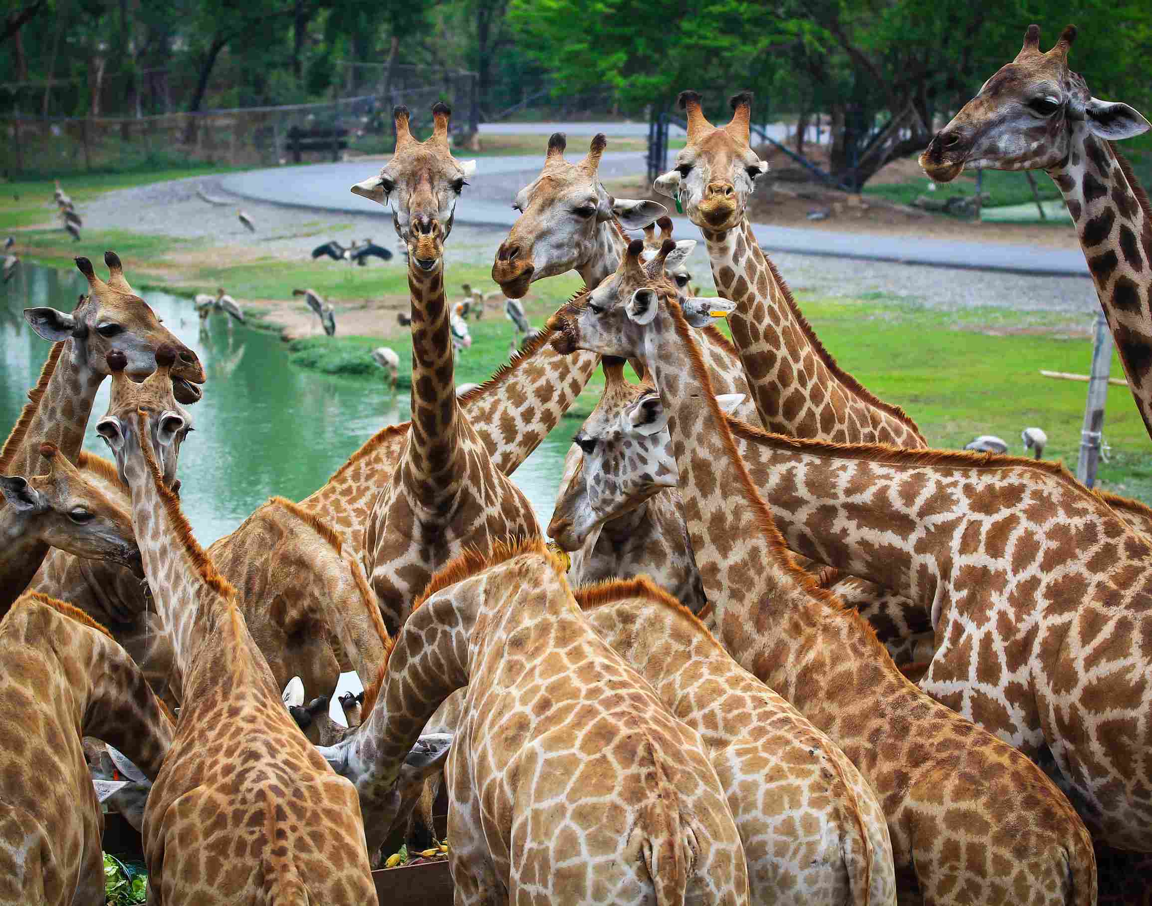 Giraffe Centre