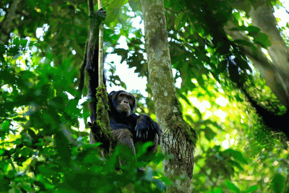 Kibale National Park