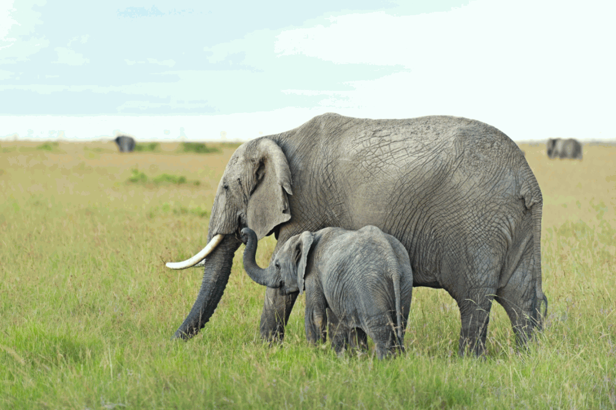 Masai mara National Reserve, Kenya