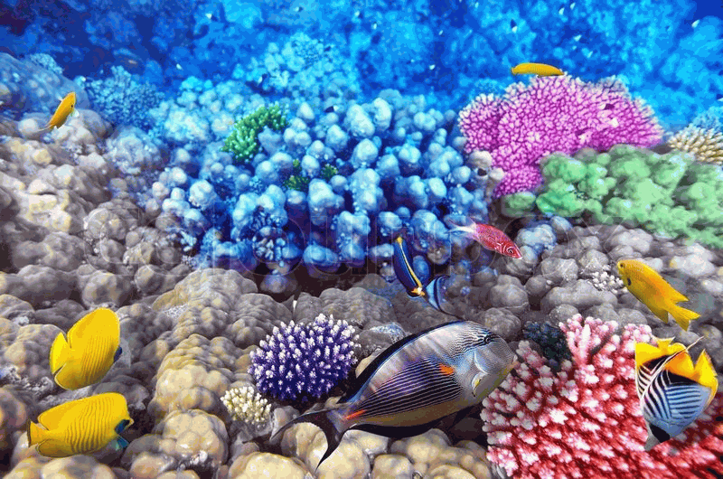Snorkeling at Watamu Marine National Park